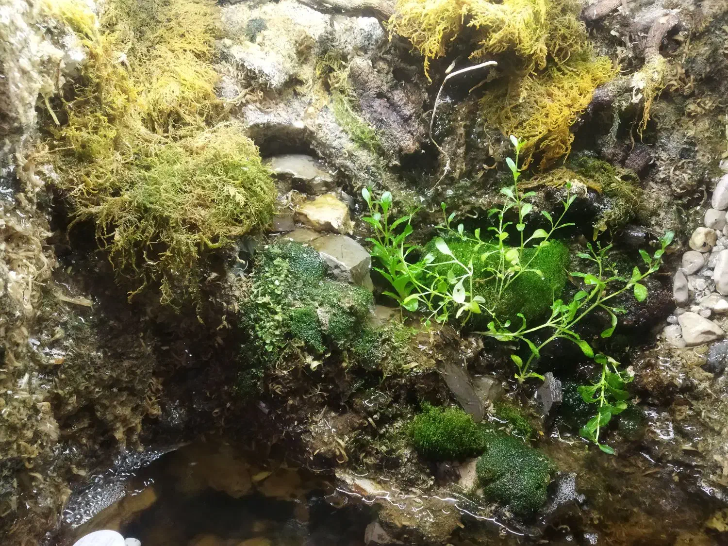 اکواریوم خشکی و آب پالوداریوم با گیاهان زنده|گل و گیاه طبیعی|یاسوج, |دیوار