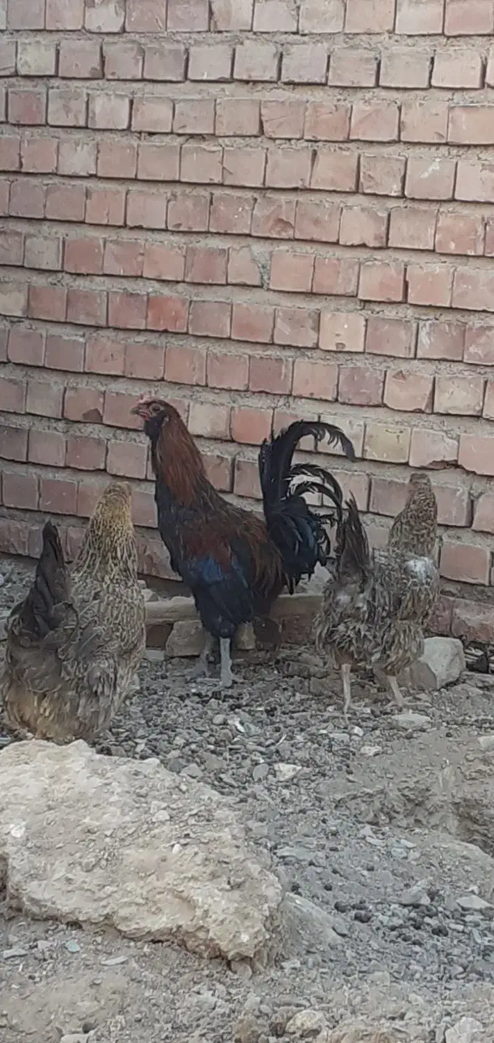 خروس محلی سیاه|حیوانات مزرعه|کرمان, |دیوار