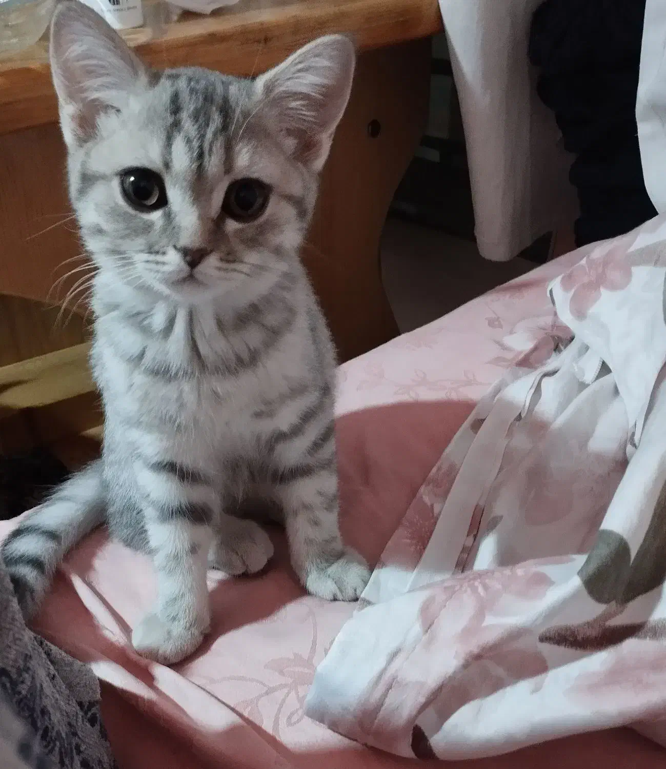 گربه بریتیش چین چیلا|گربه|تهران, منیریه|دیوار