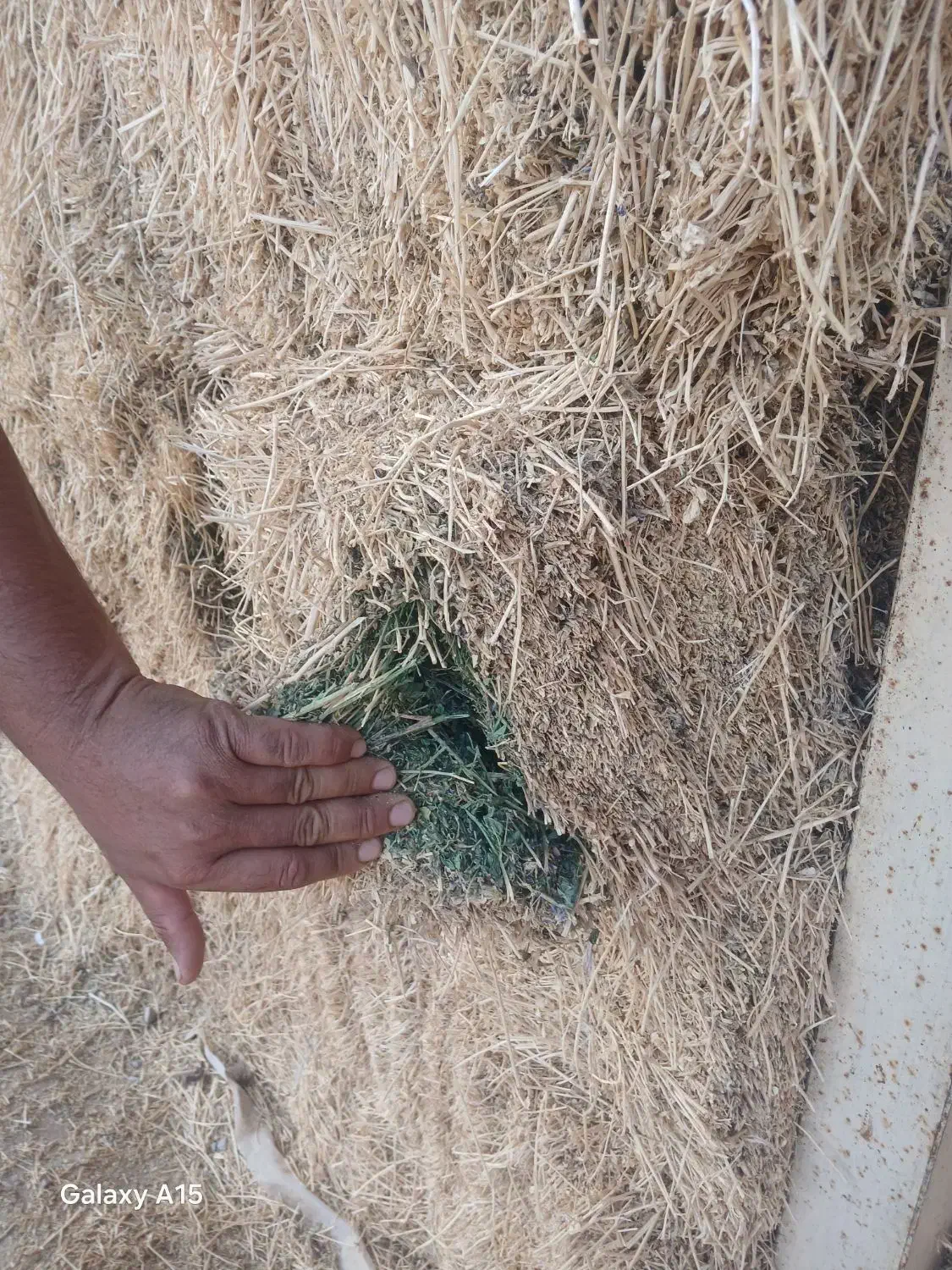 یونجه درجه یک انباری|حیوانات مزرعه|دشتابی, |دیوار