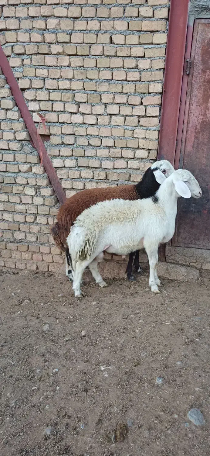 بره قوچ نژاد برتر|حیوانات مزرعه|بیرانوند, |دیوار