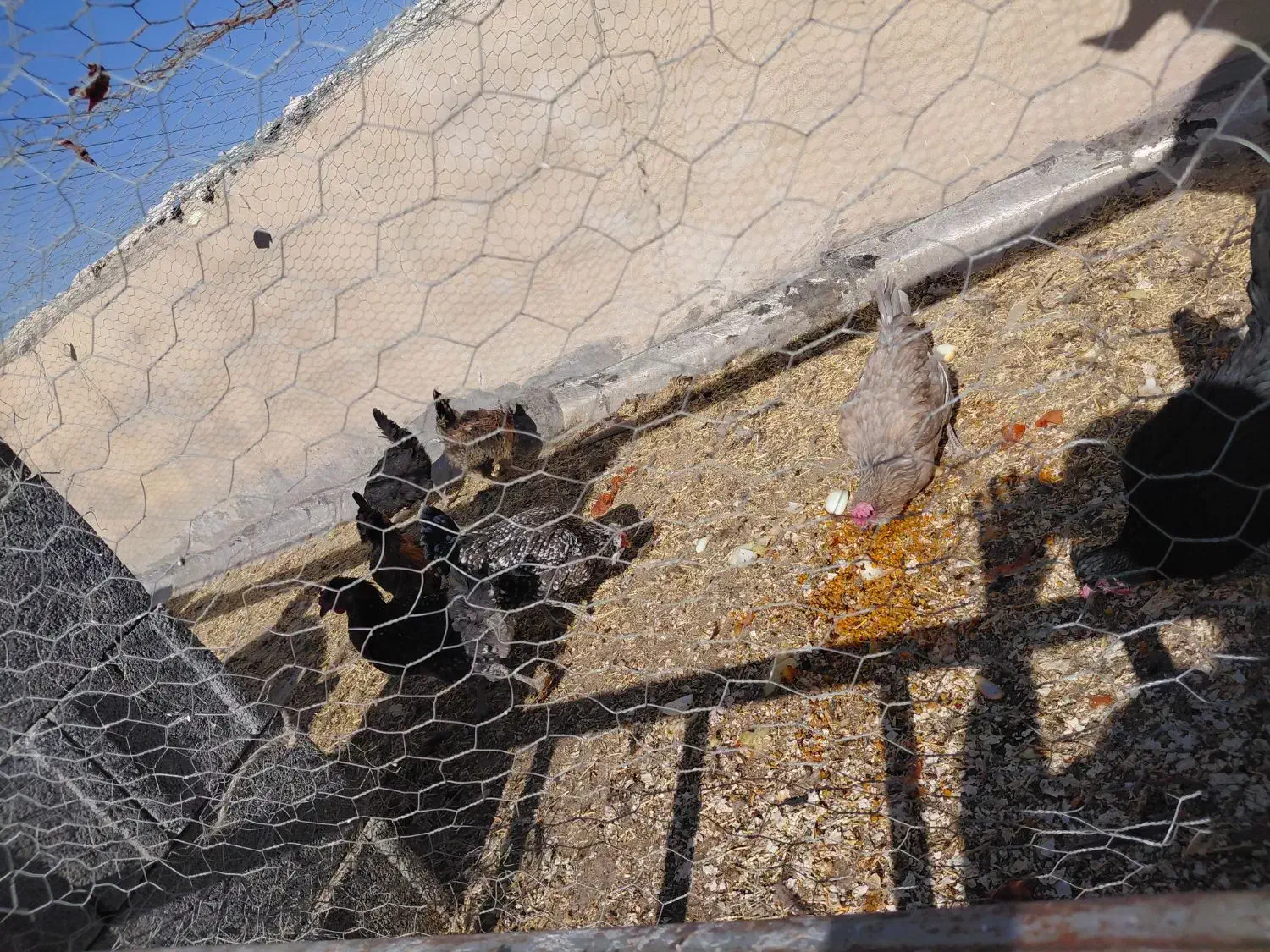 مرغ محلی و گلین تخم گذاری و کرک شو|حیوانات مزرعه|زرقان, |دیوار