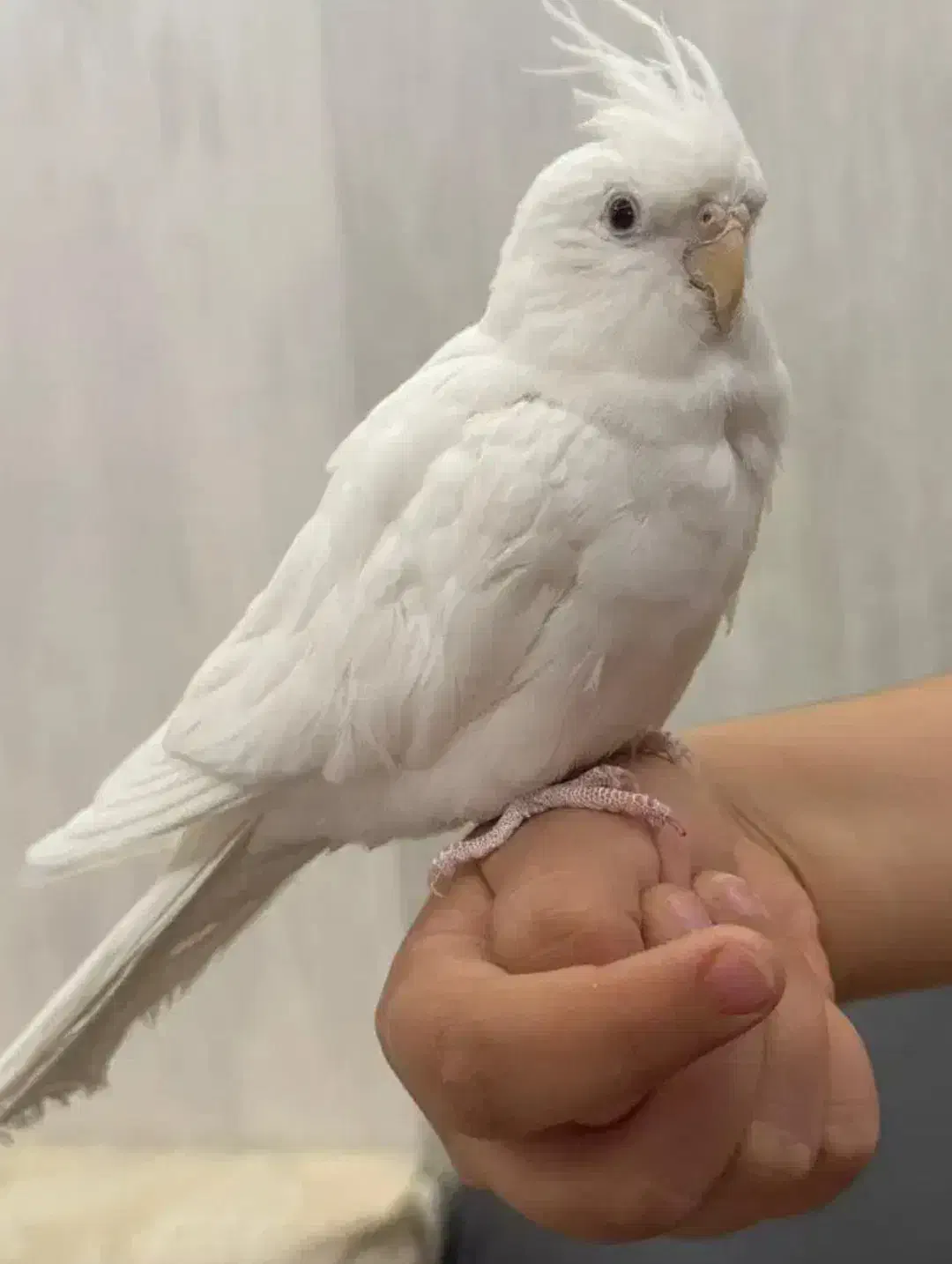 عروس هلندی آلبینو ماده کارداده|پرنده|مشهد, تربیت (صدف)|دیوار