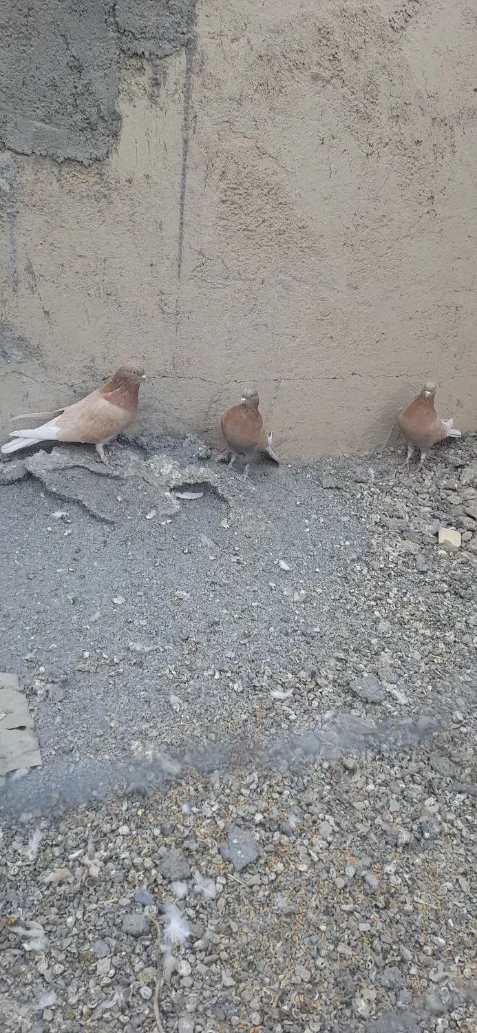 کبوتر زرد پر|پرنده|نجف‌آباد, شهرک صنعتی نجف آباد|دیوار