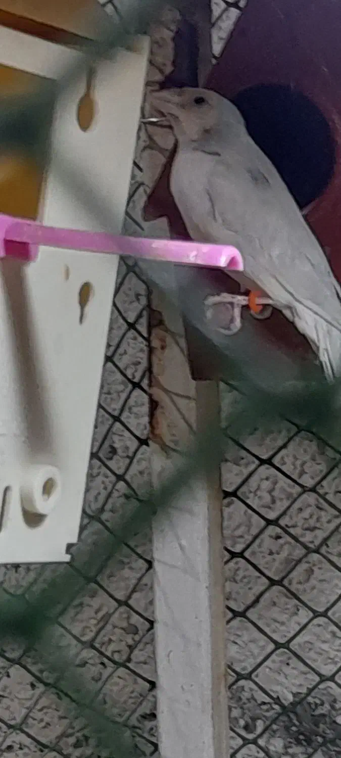 فنج گلدین رنگ کم یاب|پرنده|عجب شیر, |دیوار