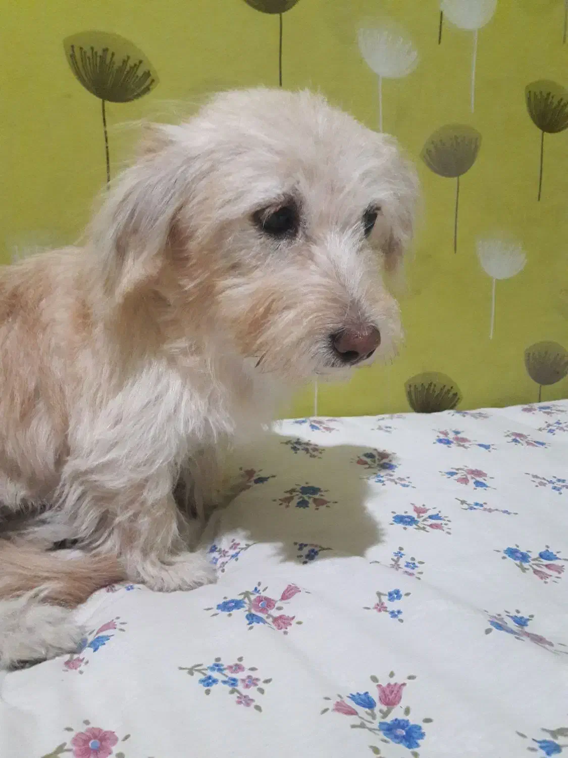 سگ شیتزو تریر|سگ|پاکدشت, پاکدشت (مامازند)|دیوار