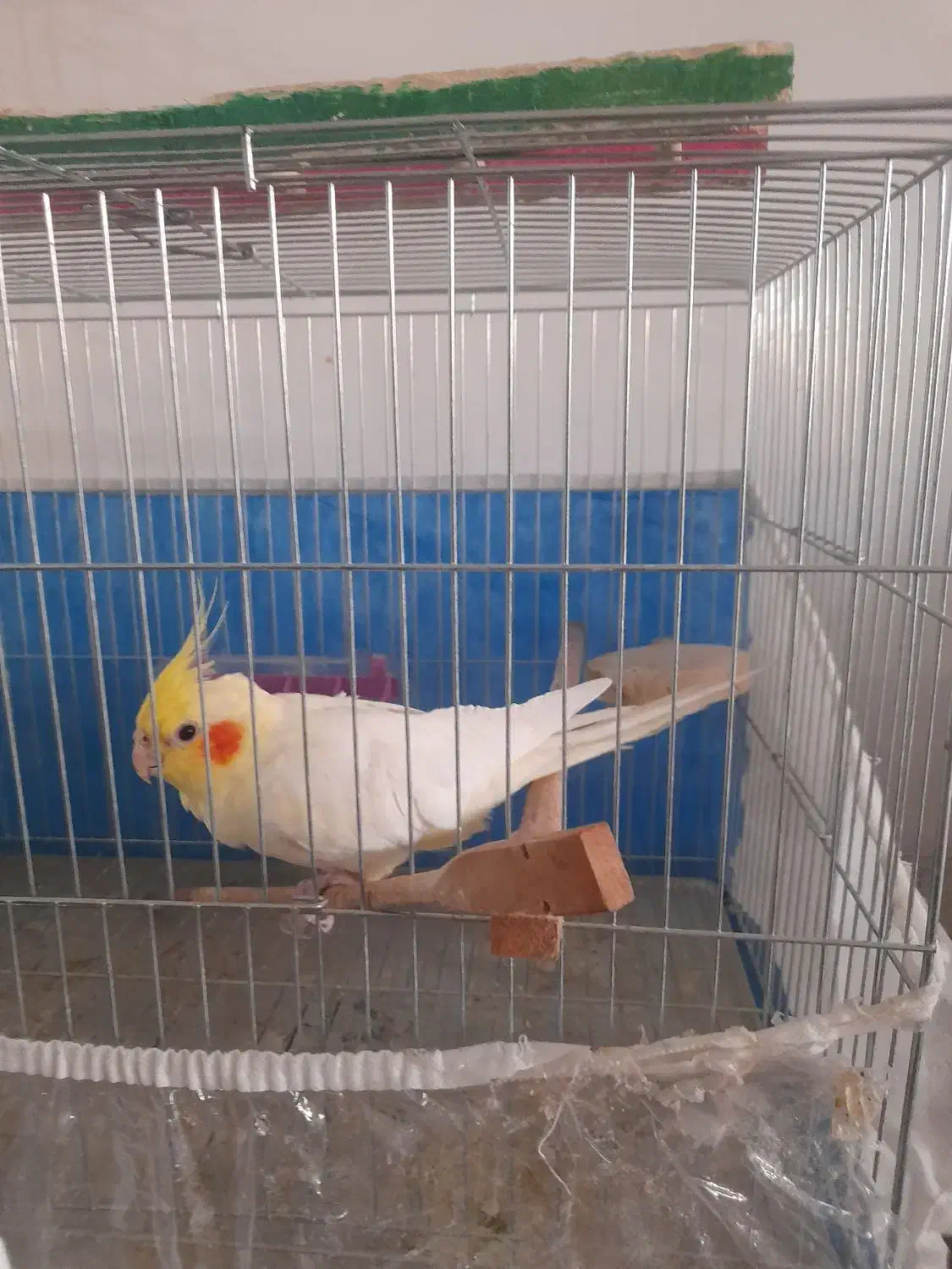 عروس هلندی|پرنده|مشگین شهر, |دیوار