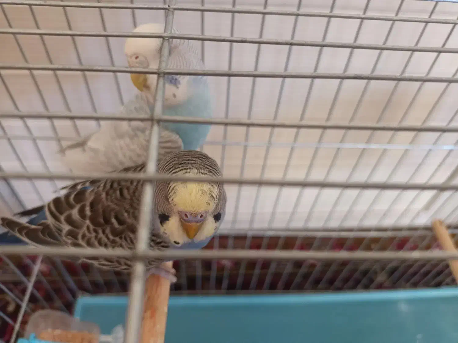 مرغ عشق .|پرنده|تبریز, |دیوار