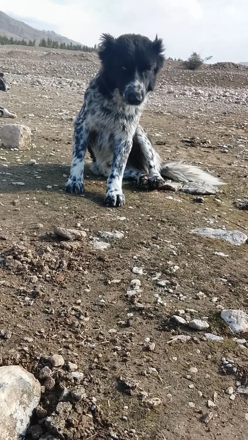 توله قدرجونی|سگ|مسجد سلیمان, |دیوار