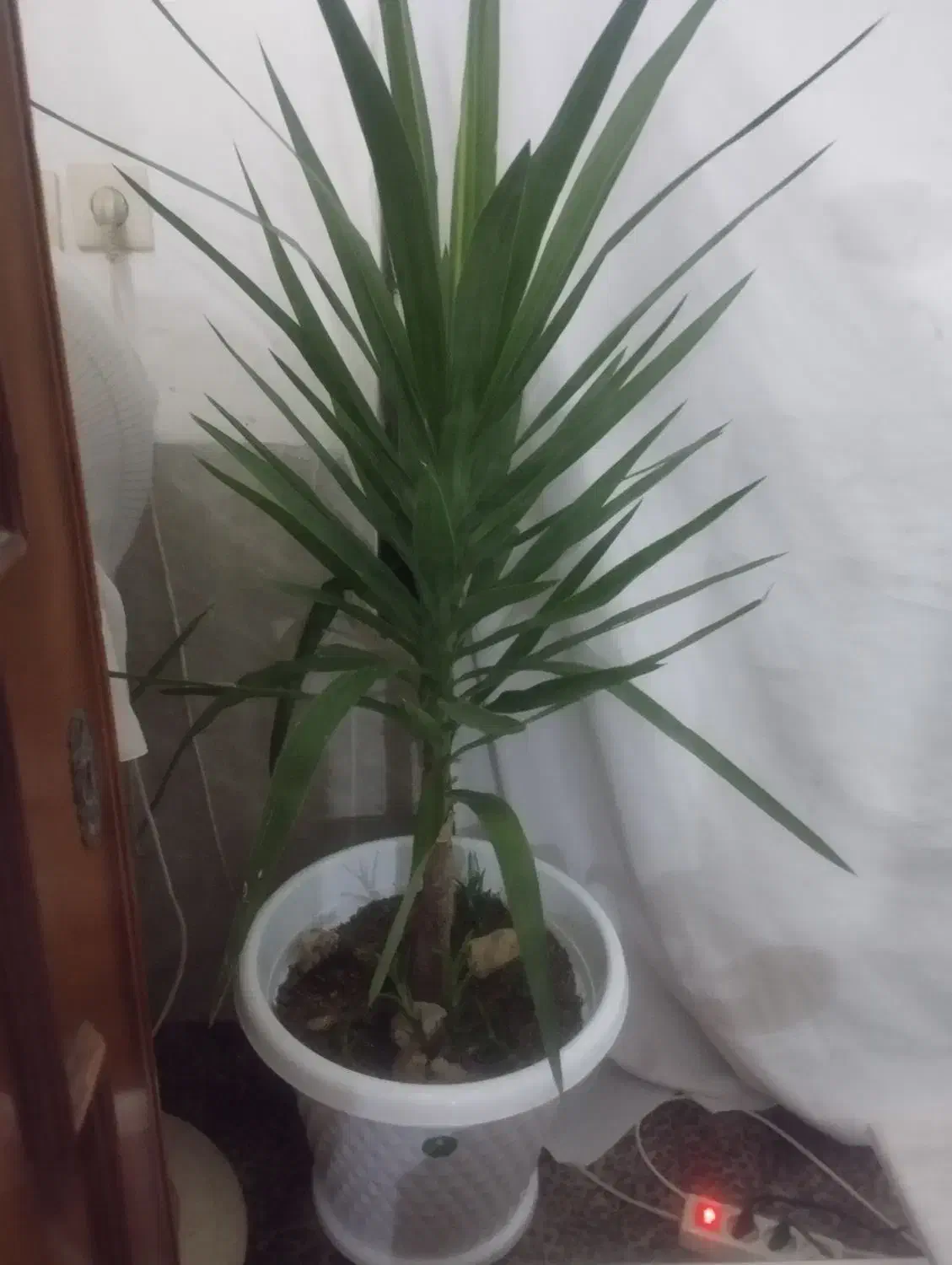 گل تزیینی|گل و گیاه طبیعی|مشهد, بهمن|دیوار