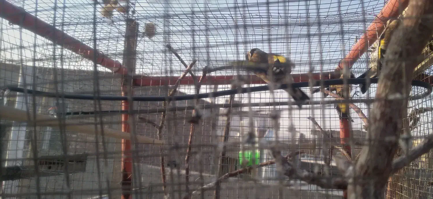 دوعدد سهره ماده دونه ای هشت صد هزار تومان|پرنده|میاندوآب, |دیوار