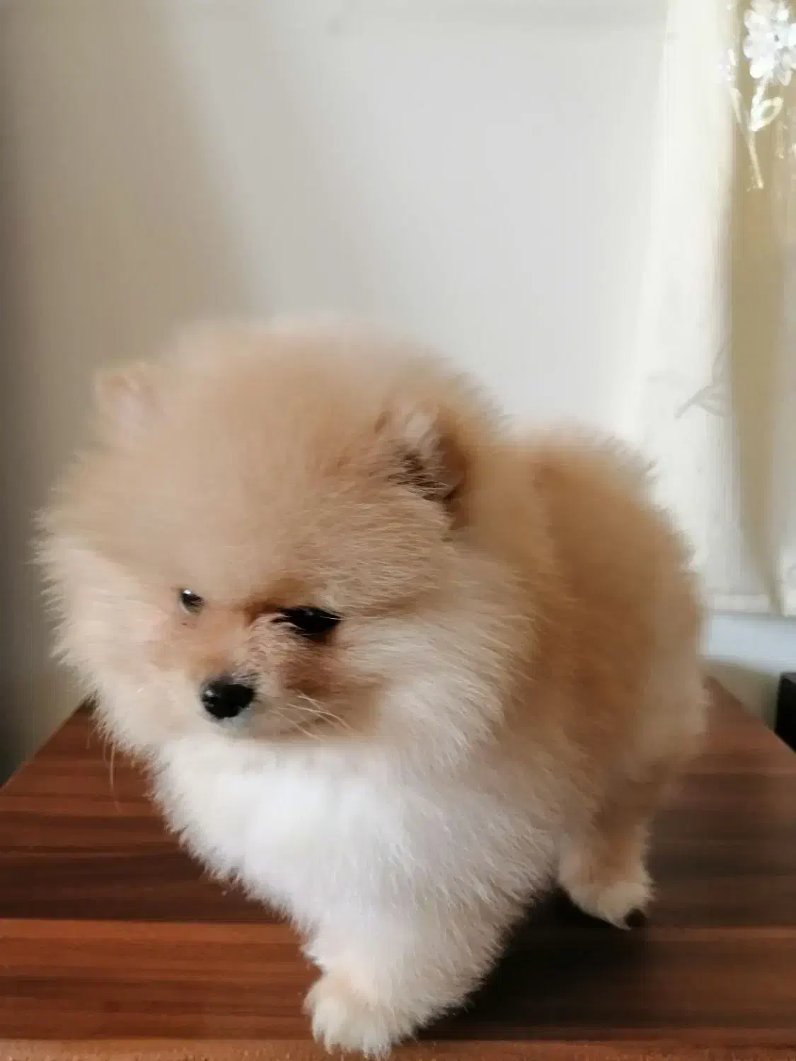 سگ پامرانین خرسی|سگ|هشتگرد, تهران دشت|دیوار