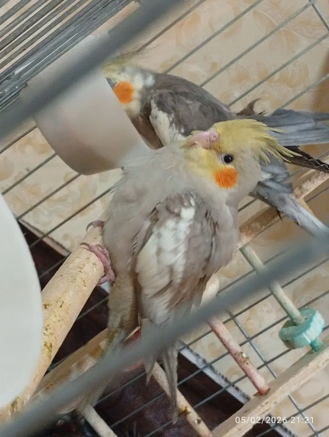 جوجه عروس هلندی|پرنده|محمدشهر, جعفرآباد|دیوار