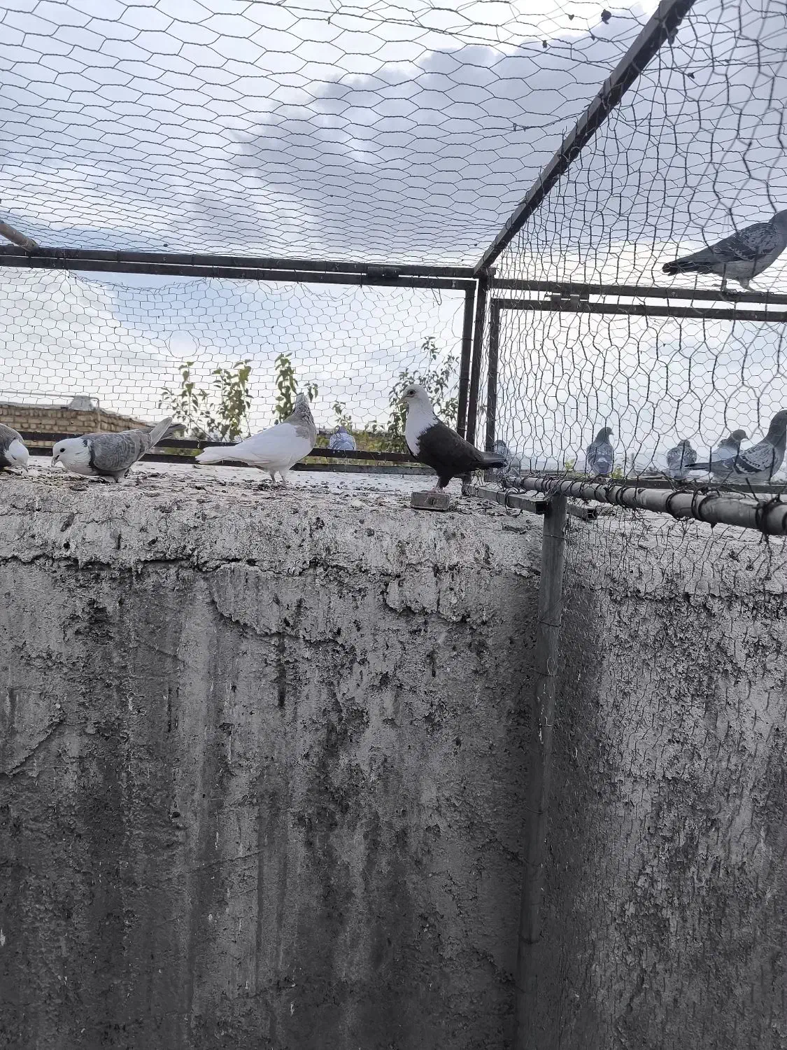 مخمل طوقی|پرنده|نجفآباد, یزدانشهر|دیوار