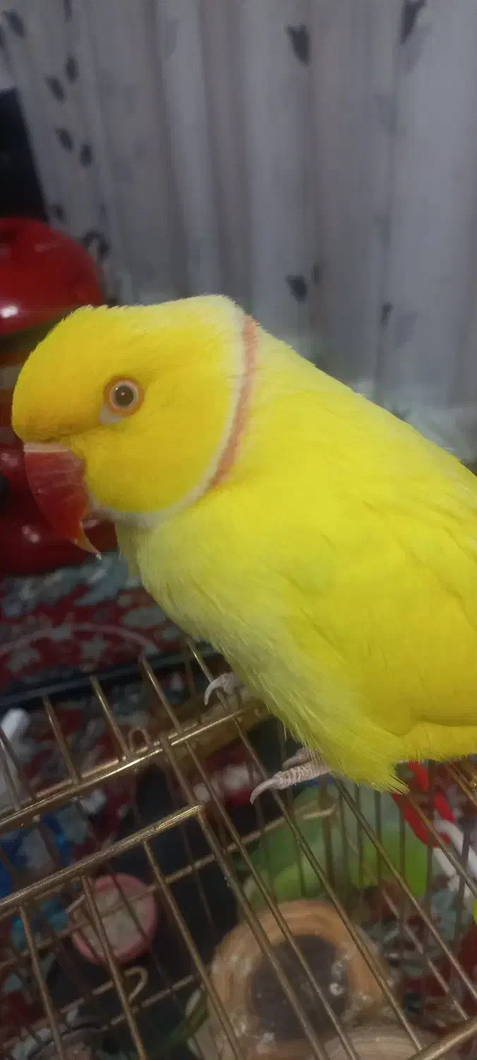 طوطی ملنگو رنگ خاص. قیمت بیست‌وپنج میلیون|پرنده|کاشمر, |دیوار