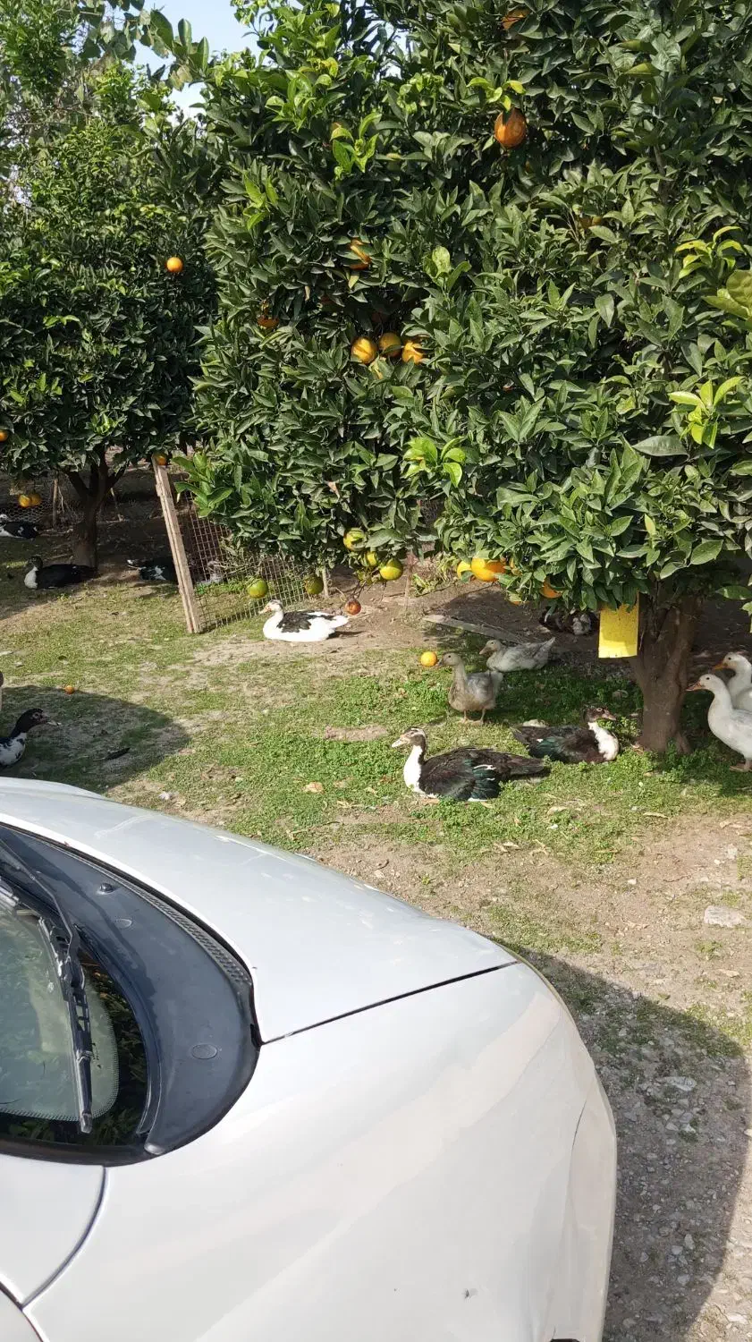 فروش اردک روسی|حیوانات مزرعه|چمستان, |دیوار