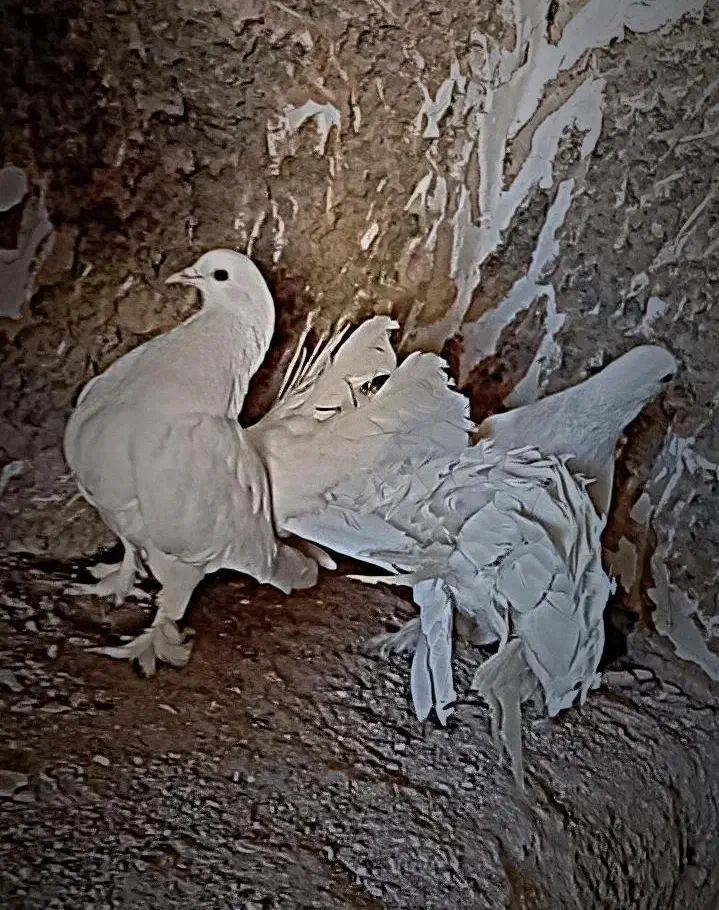 کبوتر|پرنده|مبارکه, |دیوار