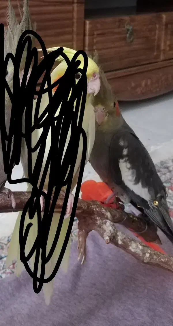 عروس هلندی|پرنده|چناران, |دیوار