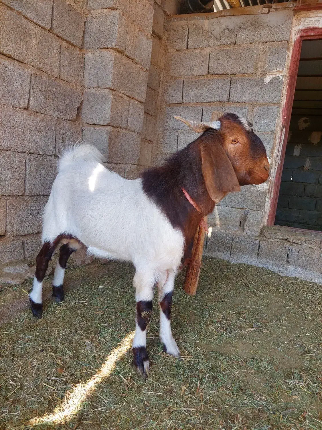 نری پاکستانی|حیوانات مزرعه|ارزوئیه, |دیوار