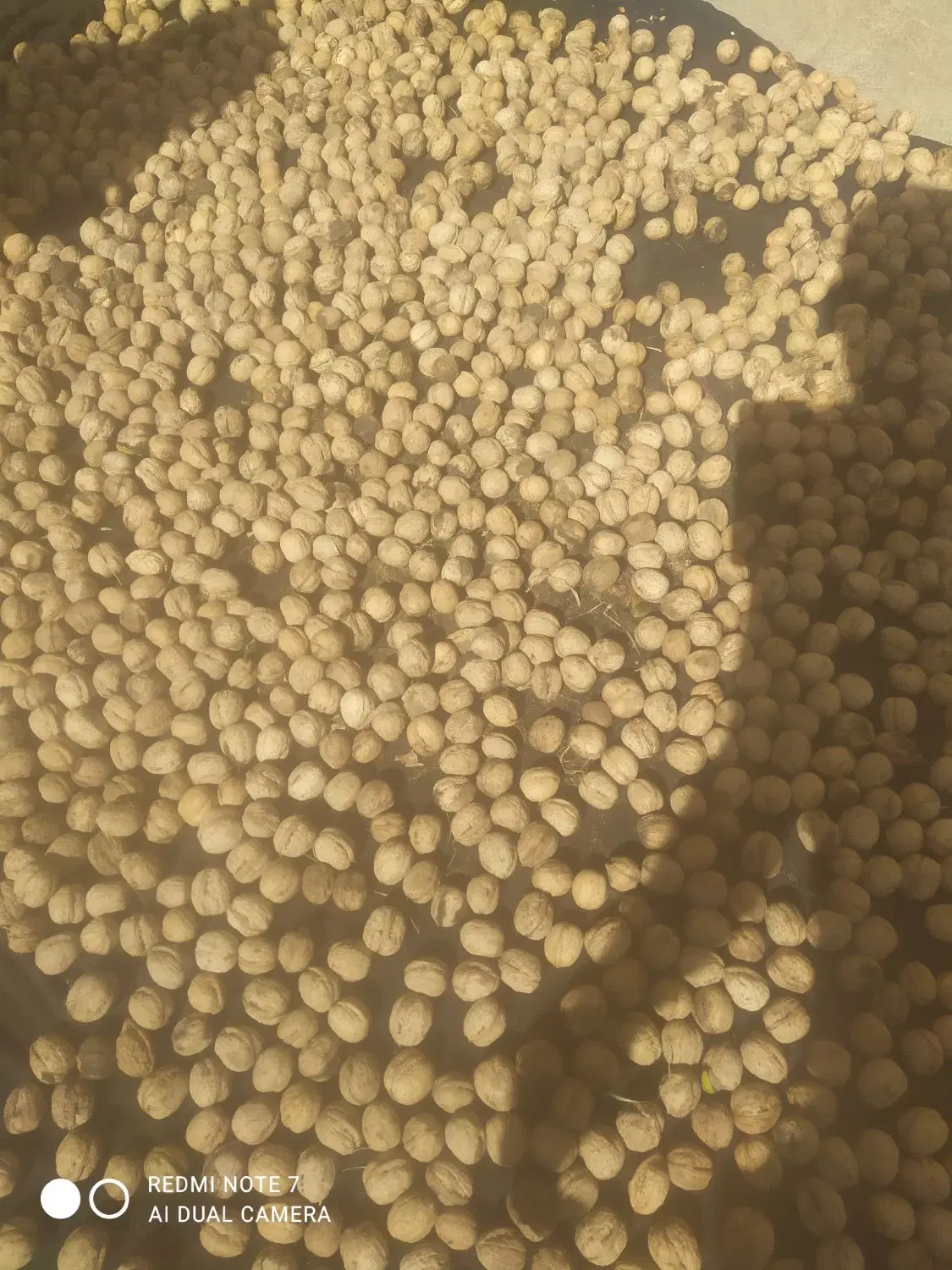 گردو|خوردنی و آشامیدنی|شاهین دژ, |دیوار