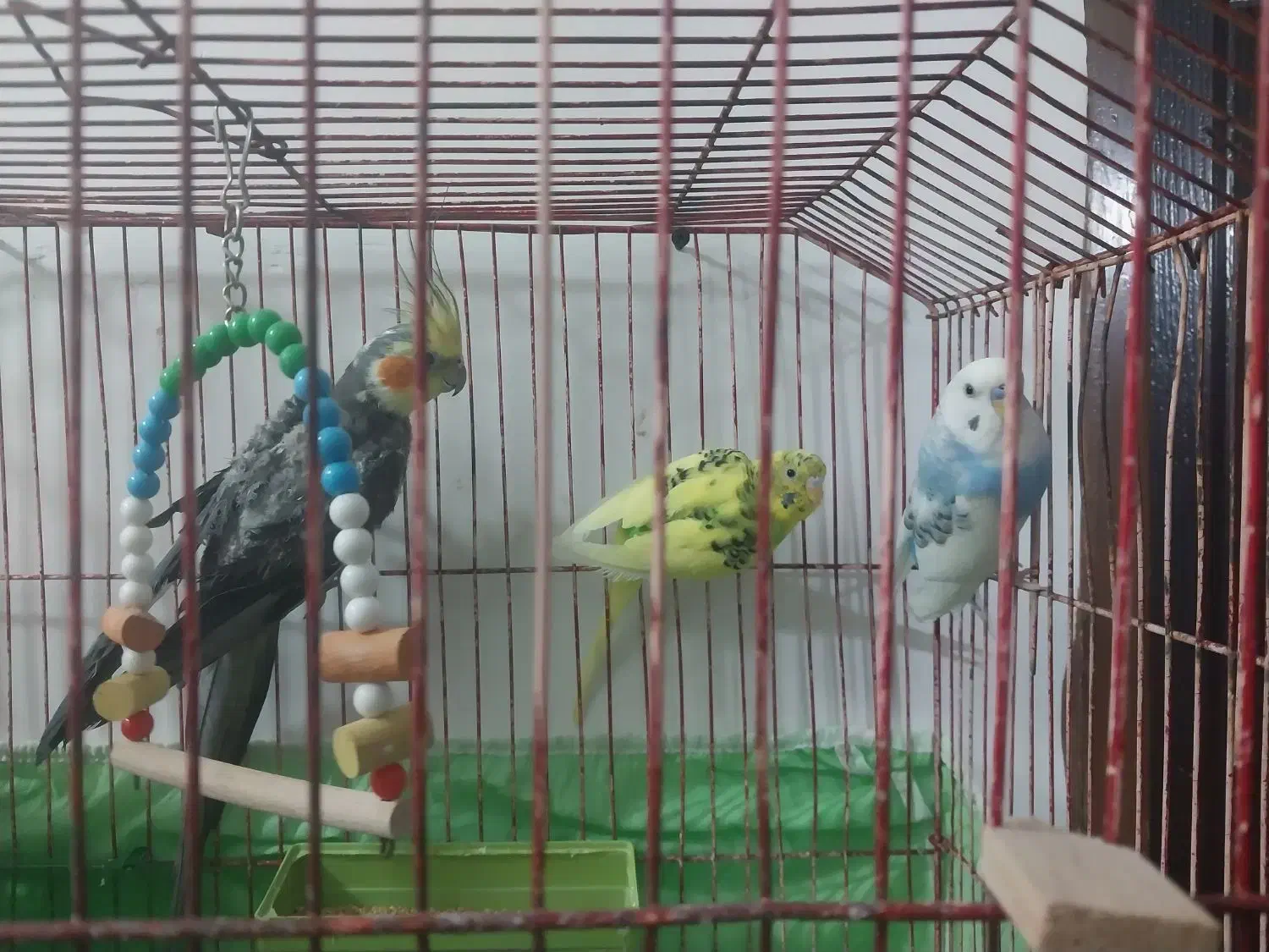 عروس هلندی و مرغ عشق|پرنده|گرگان, |دیوار