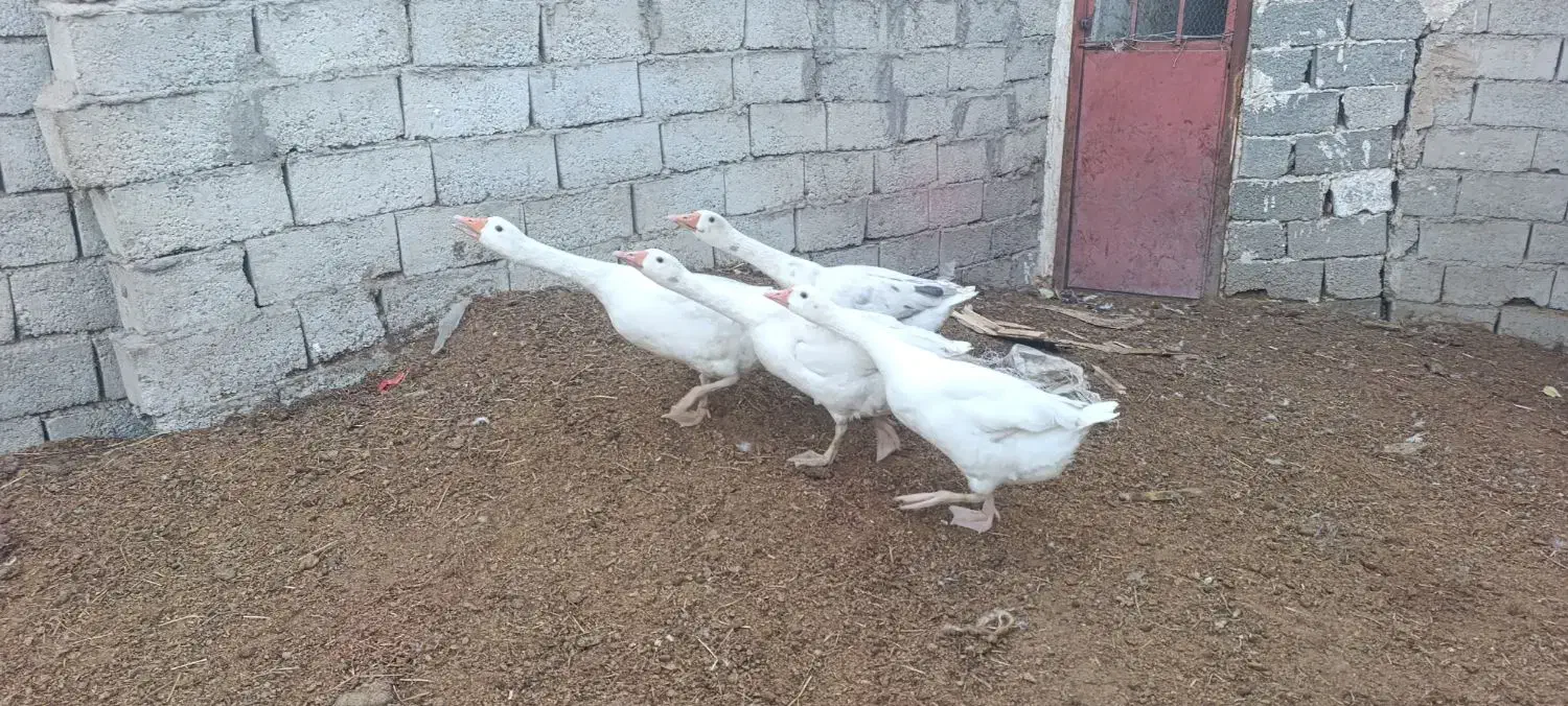 غاز محلی ارگانیک طبیعی برای شب چله|حیوانات مزرعه|اردبیل, |دیوار