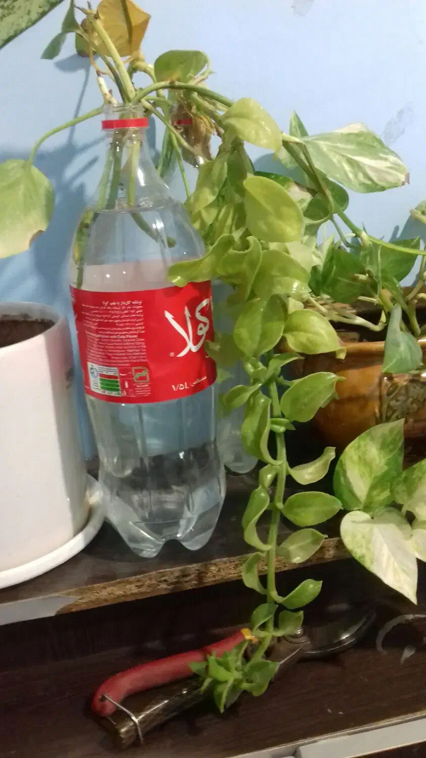 قلمه پتوس بزرگ قلمه گل یخی بزرگ|گل و گیاه طبیعی|سبزوار, باهنر|دیوار