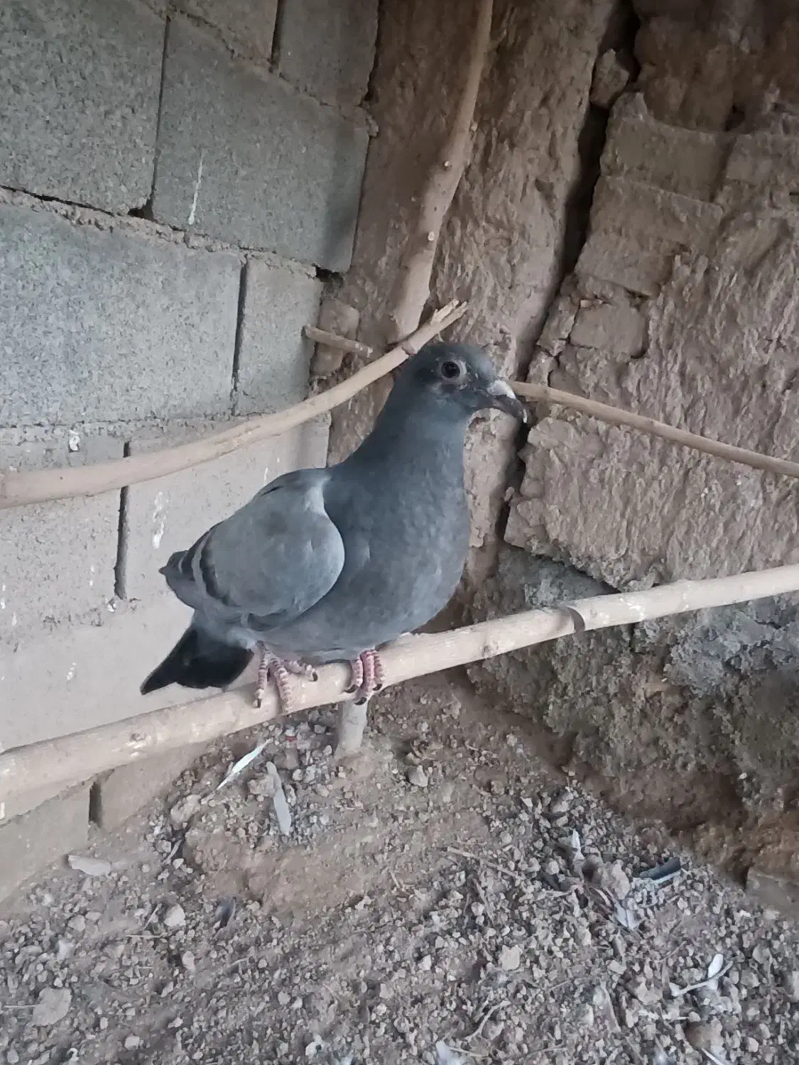 کفتر پلاکی معاوضه|پرنده|جوادآباد, |دیوار