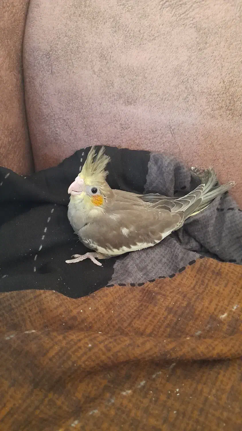 جوجه عروس هلندی|پرنده|الوند, |دیوار