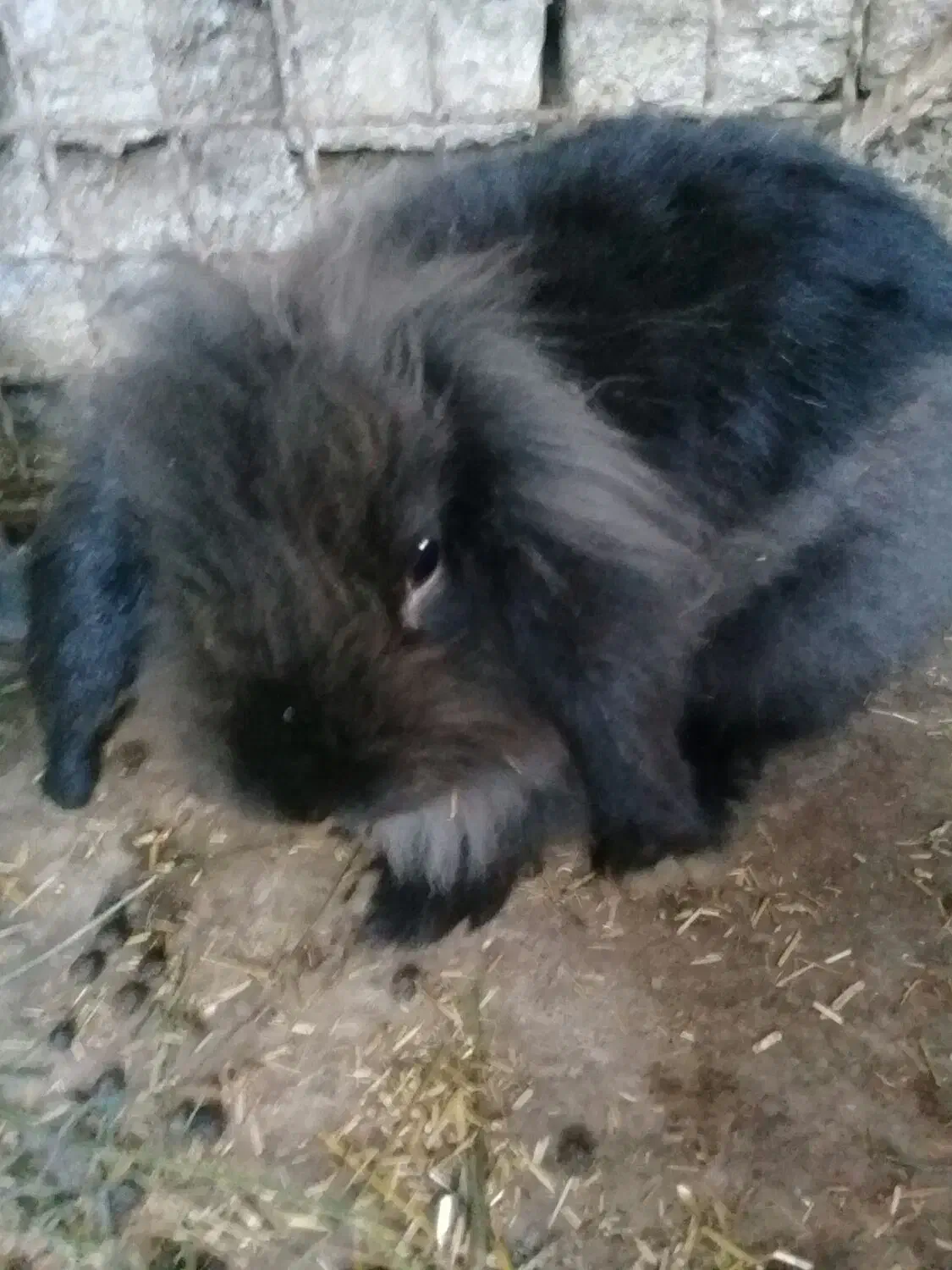 خرگوش لوپ نر|موش و خرگوش|علیآباد کتول, |دیوار