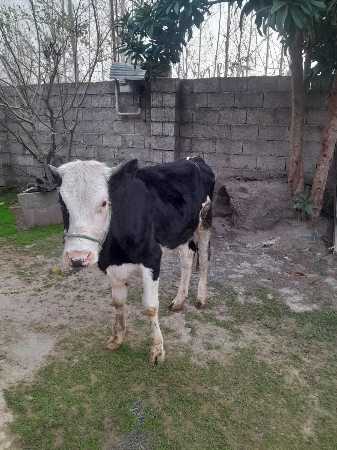 گاو ماده سیمنتال|حیوانات مزرعه|کوچصفهان, |دیوار