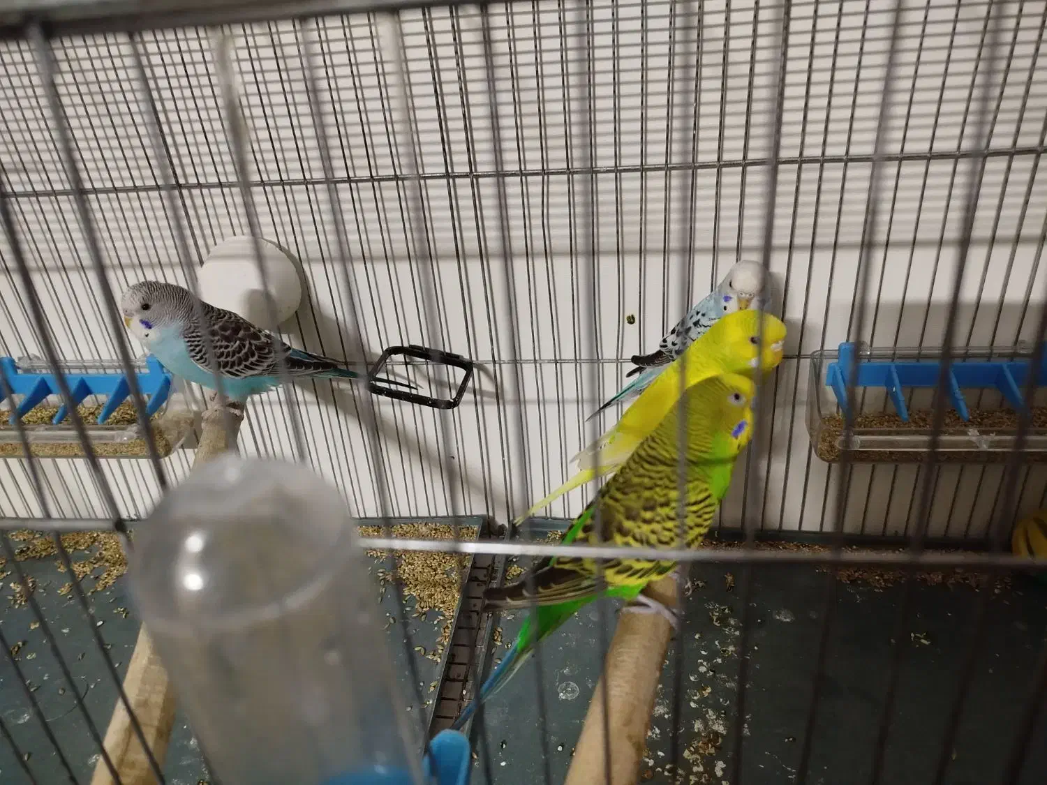 مرغ عشق جفت|پرنده|ساوه, |دیوار