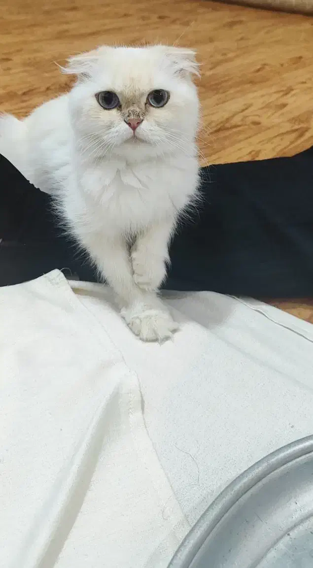 برای جفت زدن|گربه|رشت, گلسار|دیوار