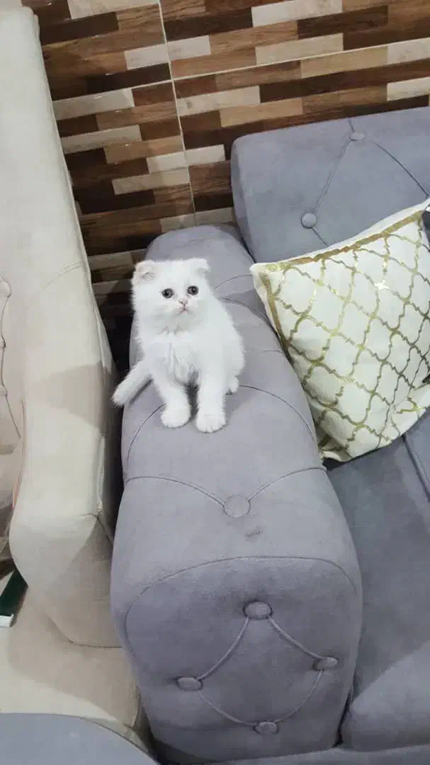 گربه نژاد دار فقط ۹ تومن|گربه|اهواز, پادادشهر|دیوار