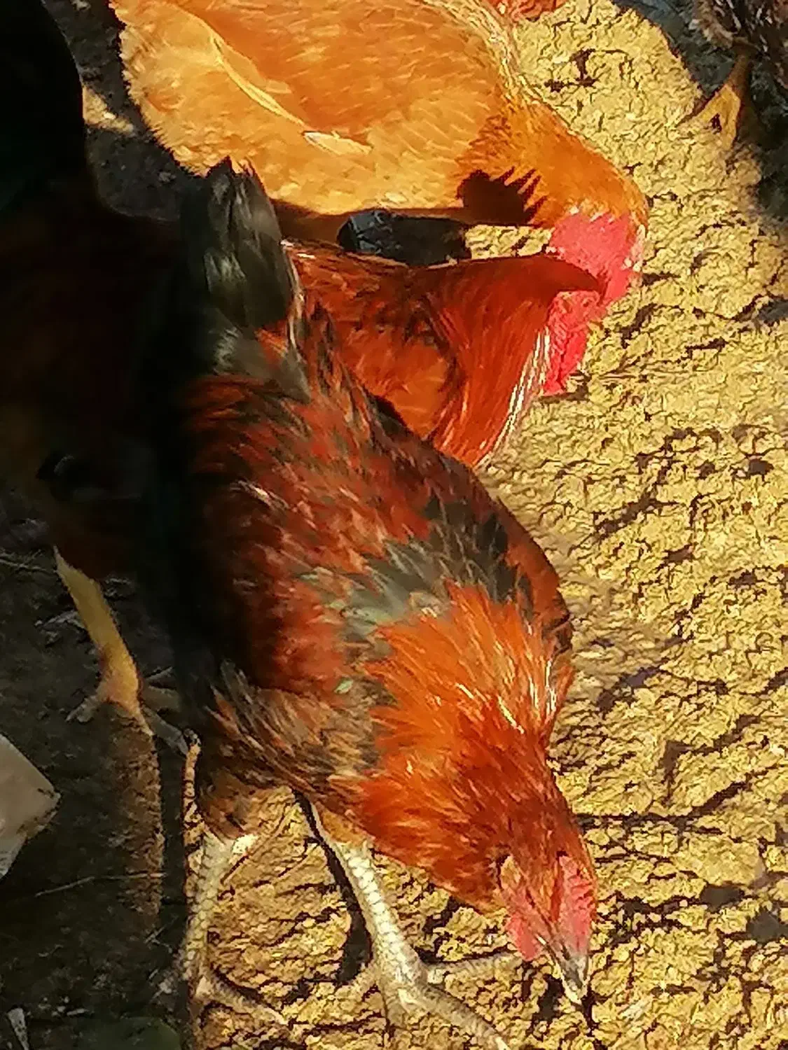 فروش خروس محلی اصیل|حیوانات مزرعه|بابکان, |دیوار