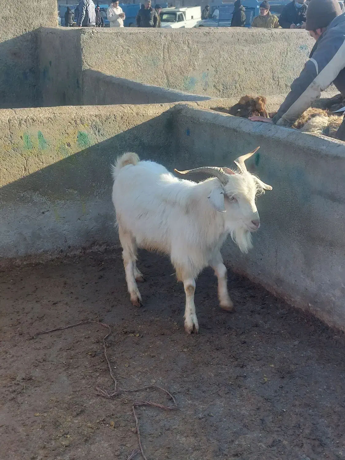 بز نر سانن|حیوانات مزرعه|شیروان (خراسان), |دیوار