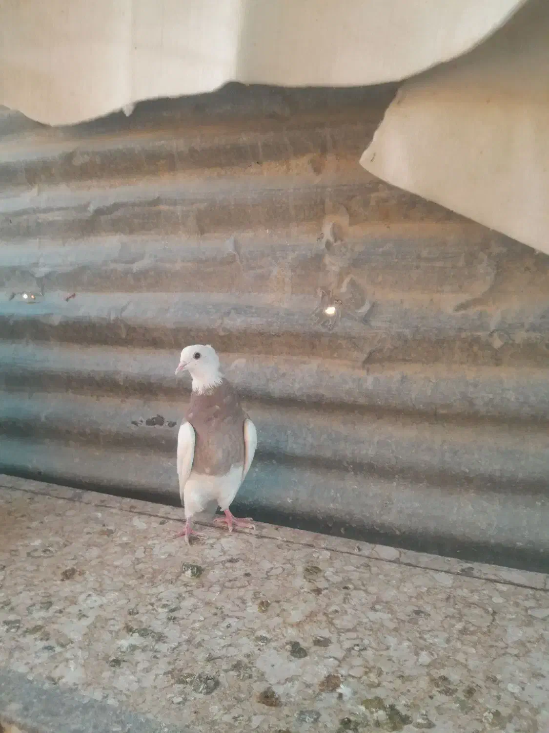 طوقی شازده نر|پرنده|شیراز, مسلم|دیوار