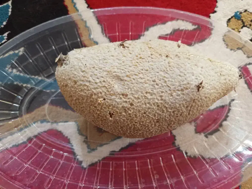 عسل سرشاخه|خوردنی و آشامیدنی|بوشکان, |دیوار