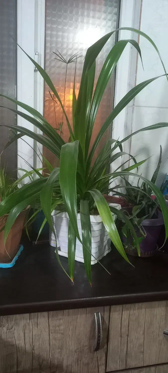 گل طبیعی|گل و گیاه طبیعی|سمنان, |دیوار