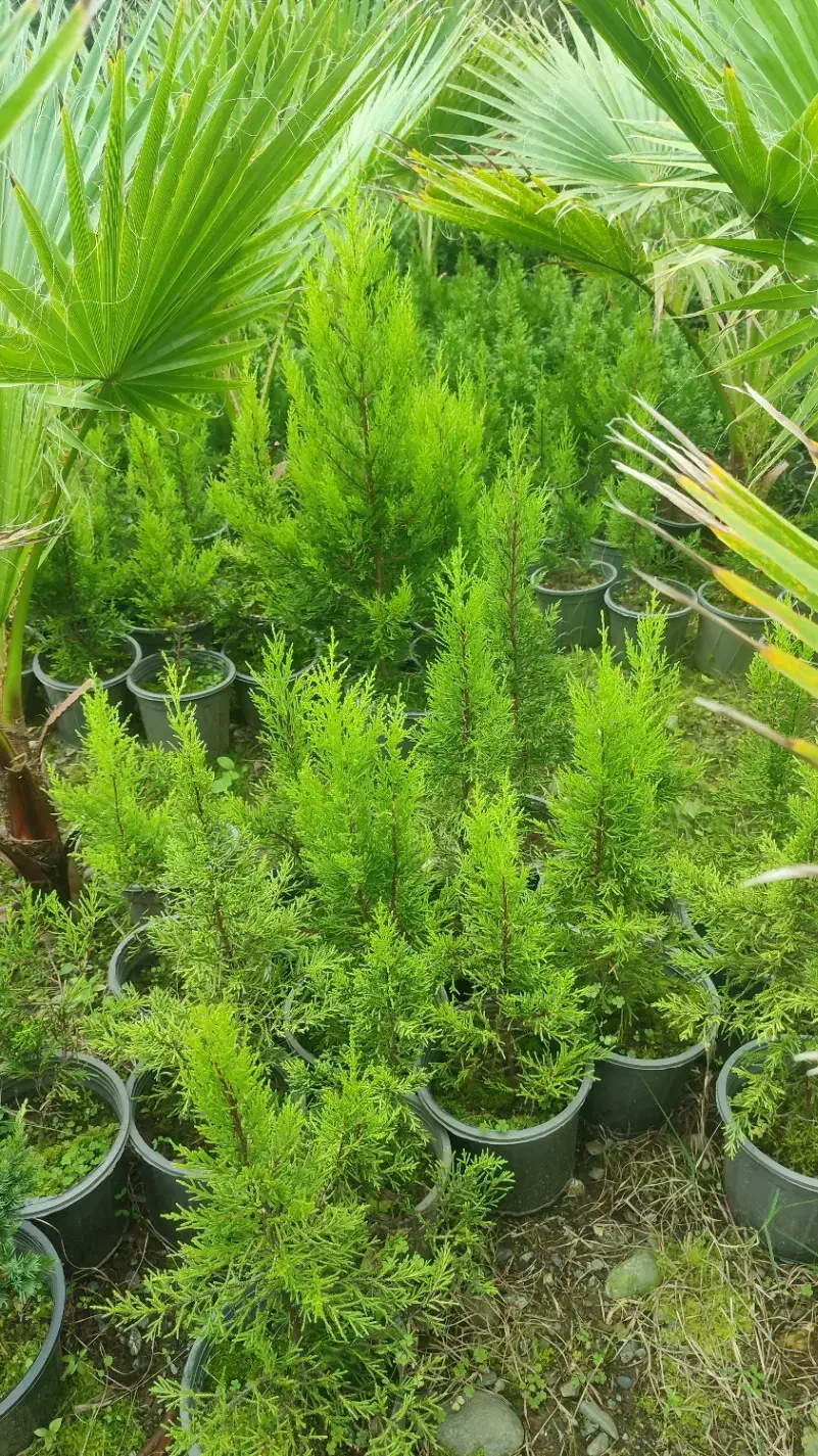 فروش پالم|گل و گیاه طبیعی|واجارگاه, |دیوار