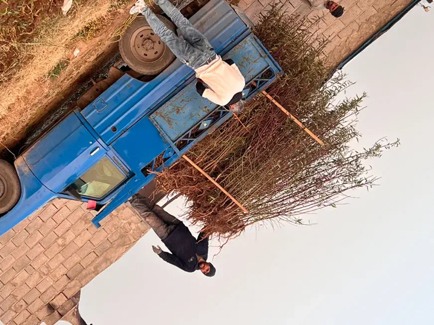 نهال بادام منقا پربار در نهالستان پاشاپور|گل و گیاه طبیعی|تبریز, |دیوار