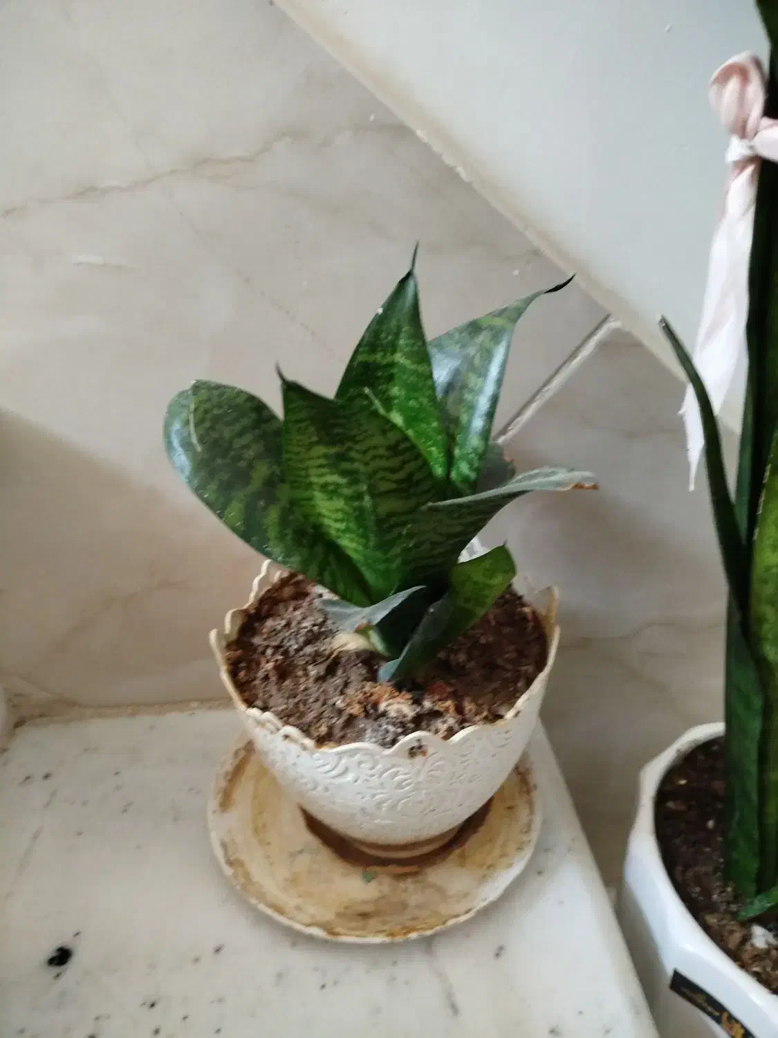 گل سانسوریا کوتاه|گل و گیاه طبیعی|سبزوار, امیریه|دیوار