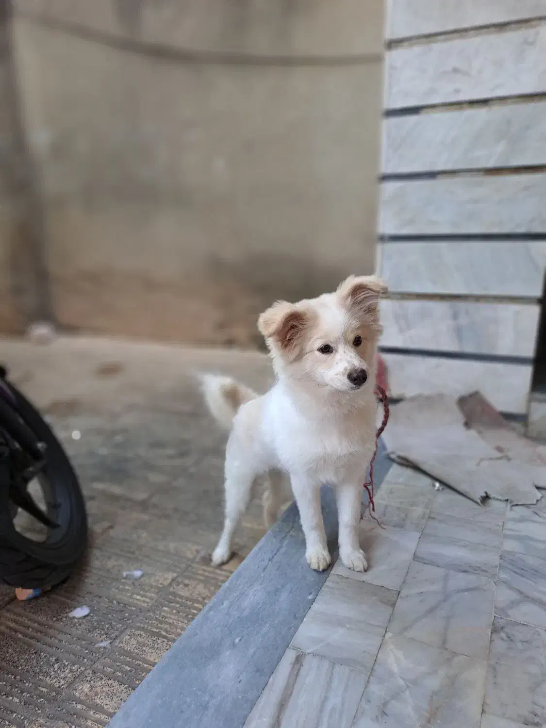 فروش سگ پامر پاکوتاه ماده|سگ|ساری, |دیوار