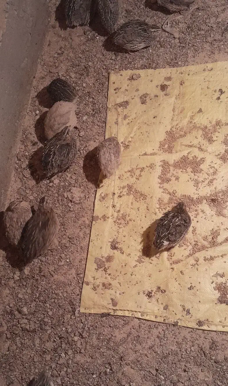 بلدرچین و تخم بلدرچین|پرنده|گزیک, |دیوار