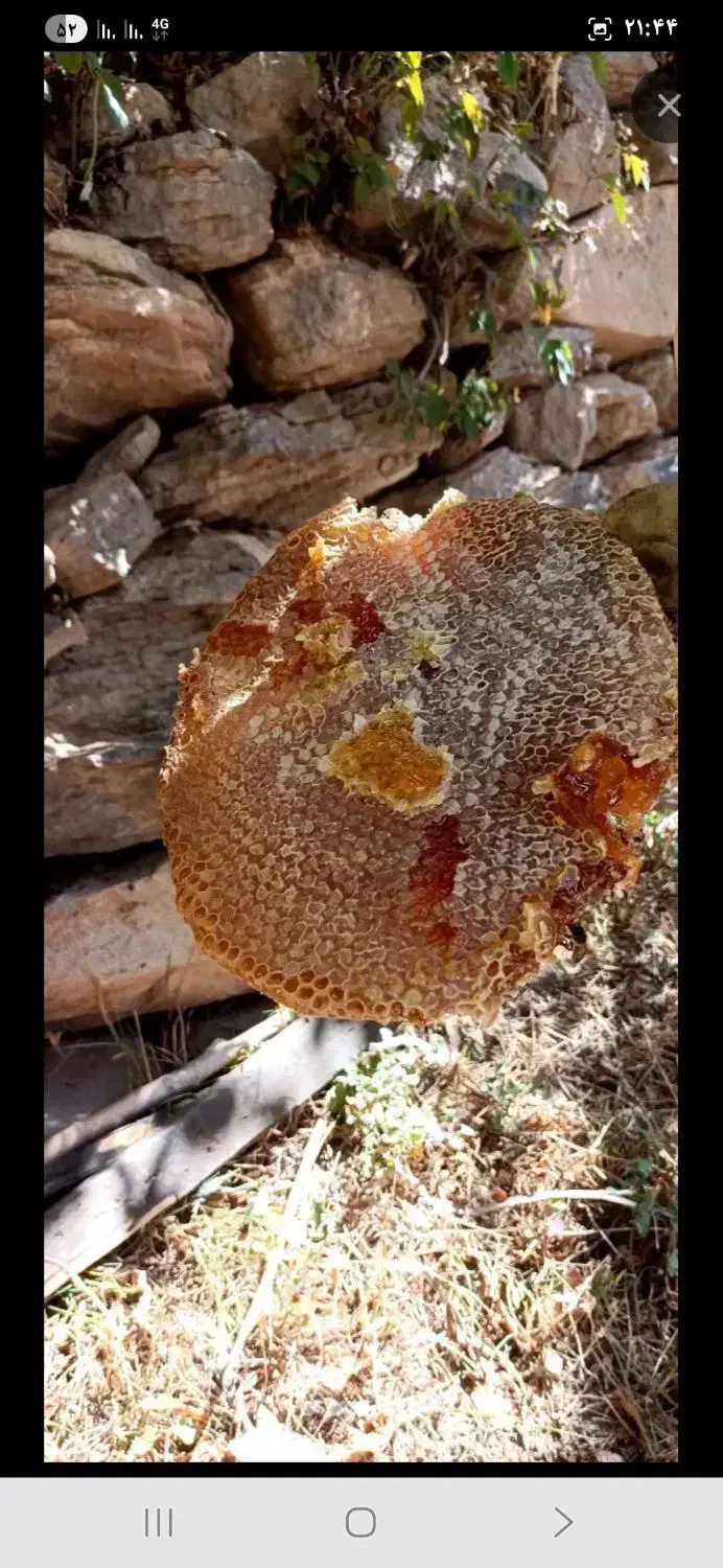 عسل صدرصد درمانی|خوردنی و آشامیدنی|اسکو, |دیوار