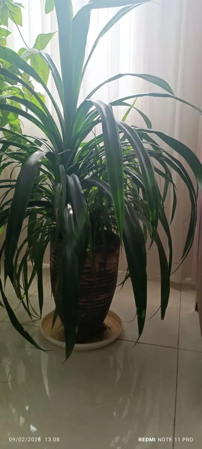 گل خوب|گل و گیاه طبیعی|مشهد, کشف|دیوار