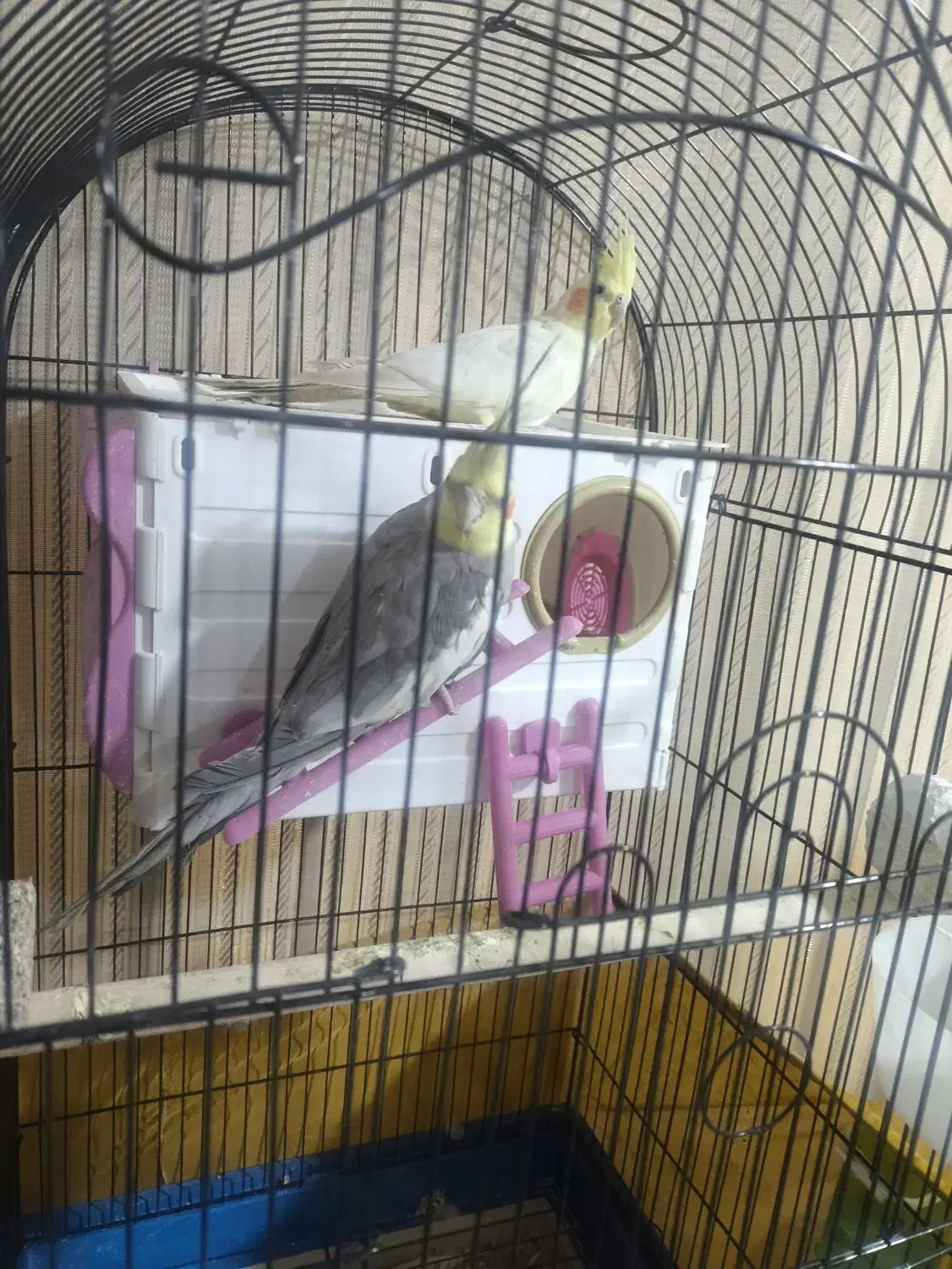 عروس هلندی|پرنده|شیراز, شهرک گلستان|دیوار