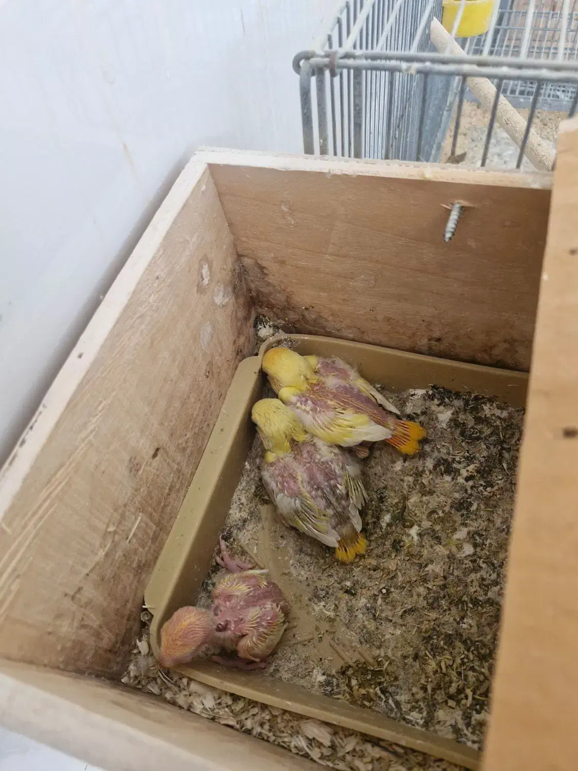 طوطی برزیلی|پرنده|برازجان, |دیوار