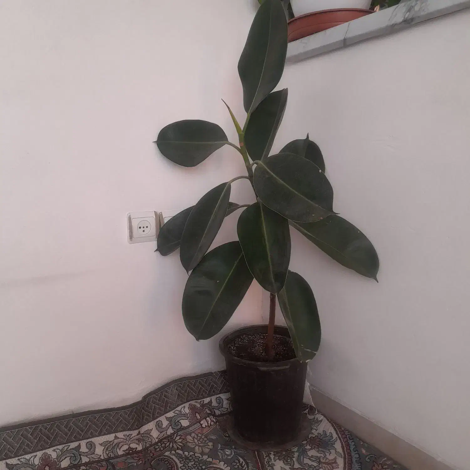 گل فیکوس|گل و گیاه طبیعی|کهریزک, |دیوار