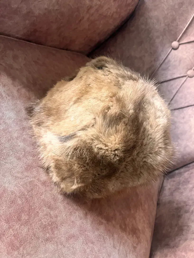 کلاه زنانه|لباس|تبریز, |دیوار